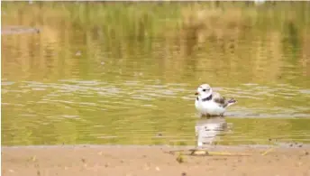  ?? ASHLEE REZIN/SUN-TIMES ?? Monty, an endangered piping plover, swimming at Chicago’s Montrose Beach in 2019.