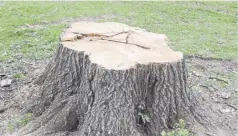  ?? ?? Residents call for Council not to cut down trees. Photo: AdobeStock