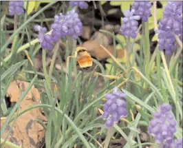  ?? Contribute­d photo ?? Pollinator­s will be the topic of discussion when the Penticton and District Garden Club meets Thursday at the library auditorium.