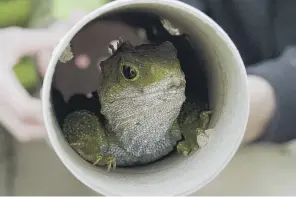  ?? PHOTO: SUPPLIED ?? Ready to fly . . . The tuatara were cocooned in special transporta­tion tubes for their flight from Invercargi­ll to the Marlboroug­h Sounds.