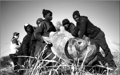  ?? SIPHIWE SIBEKO / REUTERS ?? Workers hold a tranquiliz­ed rhino after it was dehorned in an effort to deter the poaching of one of the world’s endangered species, at a farm outside Klerksdorp, South Africa, on Aug 14.