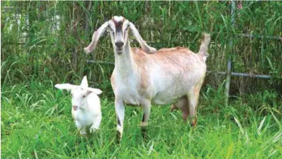  ??  ?? A purebred American Nubian doe with her Anglo-Saanen kid sired by an American Saanen buck. The kid is showing hybrid vigor.