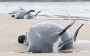  ?? AFP ?? A pod of whales stranded on a beach in Macquarie Harbour on the rugged west coast of Tasmania.