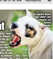  ??  ?? Ein solcher Boxer war „Billy“, der offenbar zur Gefahr wurde.