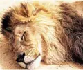  ??  ?? ◆ 83% of a lion’s life is spent sleeping.