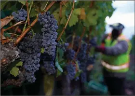  ?? (AP/Eric Risberg) ?? Cabernet Sauvignon grapes await picking during the 2022 harvest season at Inglenook in Rutherford, Calif. Silicon Valley Bank has been an influentia­l lender for California’s wine industry, and the bank’s sudden collapse is raising fears about the effect on vineyards.