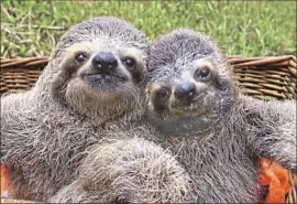  ?? Lucy Cooke ?? These sloths were rescued as babies by sanctuarie­s in Central America after their mothers were killed or stolen for the pet trade.