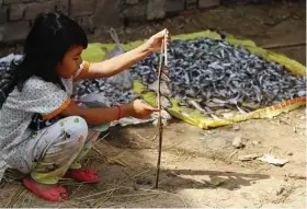  ??  ?? Lucrative stakes: A girl arranging fish between sticks to dry at a river bank.