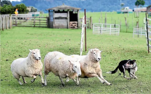  ?? PHOTOTEK ?? You’ll still catch a demonstrat­ion of sheep mustering at Ambury Farm in Mangere.
