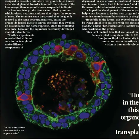  ??  ?? The red areas are tear components that the organoid ‘cried’