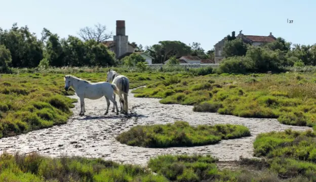  ??  ?? Utilisé par les gardians pour surveiller les troupeaux de bovins, le Camargue est un petit cheval de selle rustique élevé en semi-liberté dans ses marais d’origine.