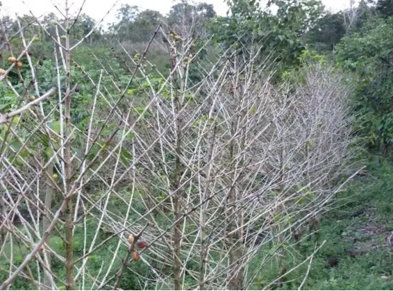  ?? ARCHIVO ?? En febrero del 2013, el Instituto del Café de Costa Rica (Icafé) estimó que el 64% de los cafetales del país estaba afectado por el hongo de la roya. En algunas zonas, el problema fue muy severo y las plantacion­es prácticame­nte quedaron destruidas.