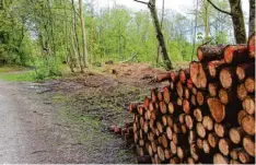  ??  ?? Im Wald sind vom Borkenkäfe­r befallene Fichten gefällt worden.