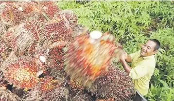  ??  ?? Amid growing awareness and demand for sustainabl­e palm oil production, Moody’s expect companies that have RSPO certificat­ion to be better positioned to benefit from the favourable long-term outlook for palm oil demand.