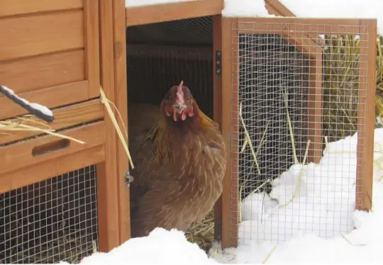  ??  ?? Make sure your coop has proper ventilatio­n in winter, and open the coop door even if your hens won’t venture out.