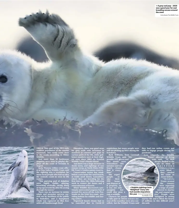  ?? Emily Baxter/The Wildlife Trusts ?? A grey seal pup – 2020 was a good year for seal breeding success around the coast