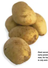  ??  ?? Plant second early potatoes now, for harvests in July and August