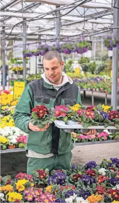  ??  ?? Manuel Jüdes arbeitet als Gärtner im Bilker Gartencent­er. Primeln gehören wie Stiefmütte­rchen und Hornveilch­en zu den Rennern.