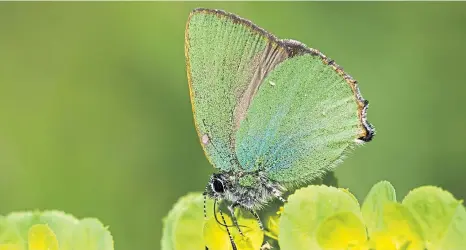  ??  ?? BLENDING IN: The hairstreak butterfly is always a delight to find and easy to spot with its striking bright green underwings