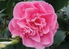  ?? HOME DEPOT ?? Camellia japonica yields a beautiful magenta/pink dye.