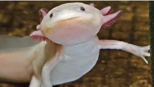  ?? FOTO: JAN-PETER KASPER ?? Sein eigenwilli­ges Aussehen verdankt der Axolotl einer wissenscha­ftlichen Besonderhe­it: Er bleibt sein Leben lang eine Larve.