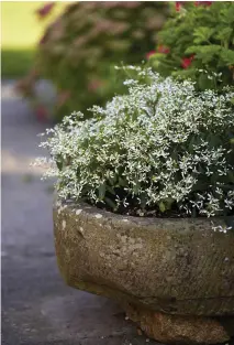  ??  ?? Below Euphorbia hypericifo­lia Diamond Frost (= ‘Inneuphe’), with its tiny, white, gypsophila-like flowers held on a tangle of fine, airy stems, graces one of the many planters that surround Louise’s terrace.