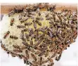  ?? FOTO: DPA ?? Bienen, die eine Wabe bauen, wollen dauerhaft bleiben.