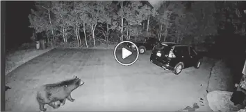  ?? CONTRIBUTE­D ?? Greenwood Square resident Sandra Behan Matthews was shocked to see a bear made an appearance in video surveillan­ce footage captured on her property in the early morning hours July 7.