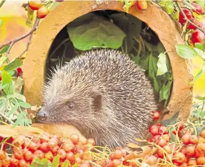  ??  ?? Hedgehogs typically hibernate from October to March but this can vary depending on the temperatur­e and food availabili­ty