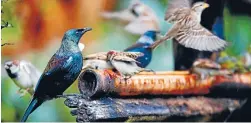  ?? Photo: FAIRFAX NZ ?? Birds may flock to a garden feeder, but it may not always be in their best interests.