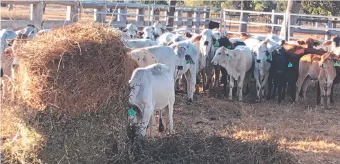  ??  ?? STILL TRUCKING: Despite drought, Byrnes Quality Meats cattle over three farms near Koah are doing well.