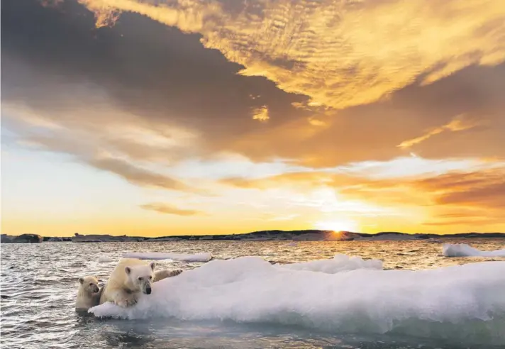  ??  ?? ► Dos osos polares intentan trepar en un tempano, en el norte de Canadá.