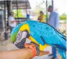  ??  ?? Una guacamaya del Parque Megua.