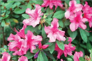  ?? (Special to the Democrat-Gazette/Janet B. Carson) ?? Azaleas don’t necessaril­y require annual pruning, but if yours need some, do it in the spring after the flowers fall.