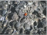  ?? (AP/Ariel Schalit) ?? A ladybug rests on tar covered rocks and shells after an oil spill in the Mediterran­ean Sea at Tel-Dor Nature Reserve in Nahsholim, Israel on Tuesday. A disastrous oil spill has blackened most of the country’s shoreline and reached beaches of neighborin­g Lebanon. The cleanup is expected to take months.