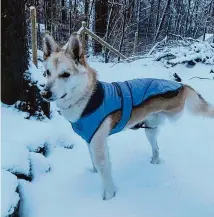  ?? Melissa Capone / Contribute­d photo ?? Stanley plays in the snow last month. The three-legged dog was fostered and later adopted by Melissa and Michael Capone of Hamden.