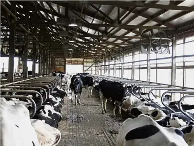  ??  ?? Dairy cows resting at Breunig’s farm in Sauk City. — AP Milk resort: