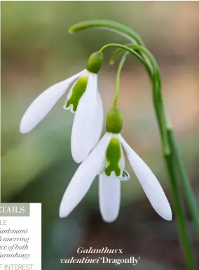  ??  ?? Galanthus x valentinei ‘Dragonfly’