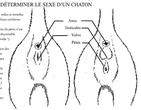 Determiner Le Sexe D Un Chaton Pressreader