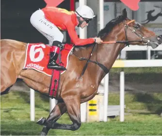  ??  ?? Our Shinkansen looms as one of the best bets at Launceston on Wednesday night.