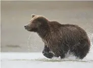  ??  ?? A grizzly bear in Alaska – one of the locations Mark travels to with photo holiday company Natures Images