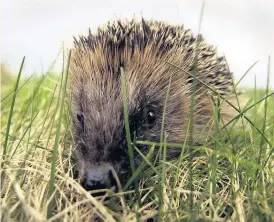  ?? PHOTO: ANDREW MILLIGAN ?? Could you walk the same distance as a hedgehog every day?