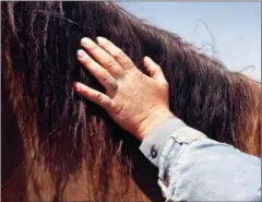  ?? NEW YORK TIMES RYAN SHOROSKY/THE ?? Inmate Trampus Turmer touching Scooter’s mane at the Stewart Conservati­on Camp ranch near Carson City, Nevada.