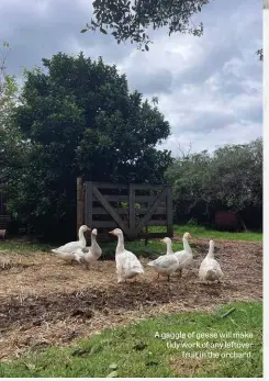  ?? ?? A gaggle of geese will make tidy work of any leftover fruit in the orchard.