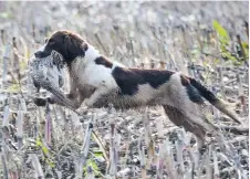  ?? ?? A big, strong, fast English springer that would face the thickest cover was one writer’s ideal