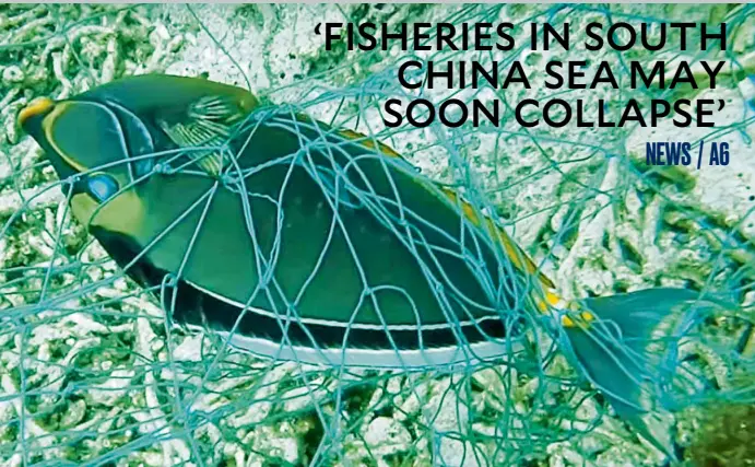  ?? —INQUIRER.NET VIDEO GRAB ?? IN GRAVE PERIL A fish is caught in a net at Panatag Shoal, where Chinese fishermen are harvesting giant clams, damaging coral in the shoal’s lagoon. Amaritime expert says fisheries production in the South China Sea has reached a plateau, which is usually followed by a sudden collapse.