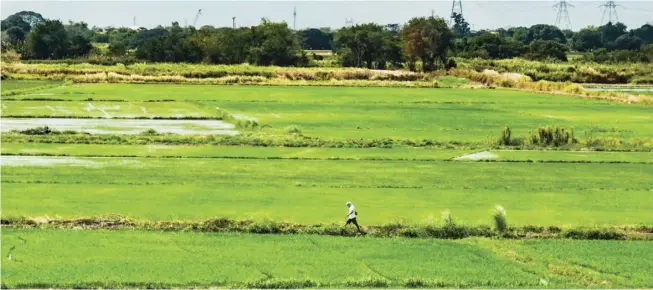  ?? PHOTOGRAPH BY YUMMIE DINGDING FOR THE DAILY TRIBUNE @tribunephl_yumi ?? A FARMER walks alone in a vast rice field in Candaba, Pampanga on 21 February amid pronouncem­ents that high retail prices are expected to continue due to the dominance of imported varieties in the local market. However, there is optimism that retail prices will fall with the upcoming harvest season starting on15 March.