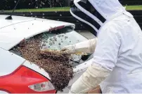  ?? PHOTO: GREYMOUTH STAR ?? Swarm . . . Bees in Greymouth found themselves at home on a car.