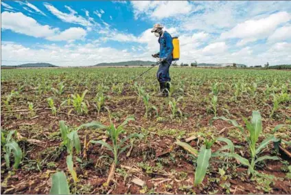  ?? Photo: Waldo Swiegers/getty Images ?? Risky: Certain pesticides sprayed on crops such as maize can accumulate in the soil, water and the plant, which then accumulate­s in the body of the person eating it.