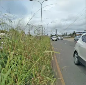  ?? Photo: Satish Nakched ?? The stretch of road dividers from the Nausori Rewa Bridge end to nine miles is covered in weed and the vaivai plants that have grown into trees.